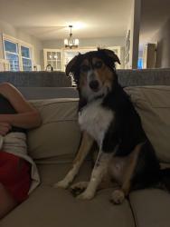 Lost Female Dog last seen Sunbury Rd and County Line Rd, Westerville, OH 43082