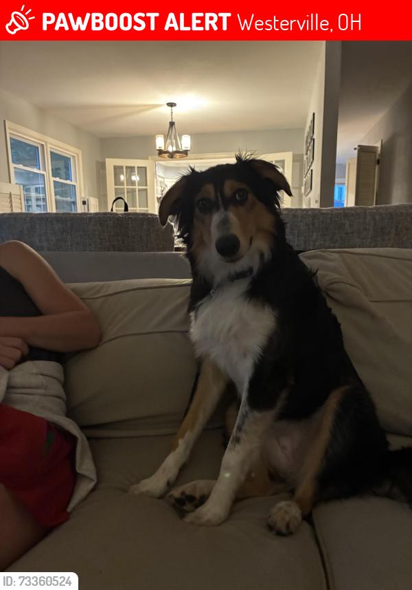 Lost Female Dog last seen Sunbury Rd and County Line Rd, Westerville, OH 43082