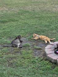 Lost Male Cat last seen Reno and westminster, Midwest City, OK 73130