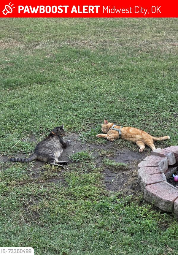 Lost Male Cat last seen Reno and westminster, Midwest City, OK 73130