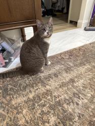 Lost Male Cat last seen Butler rd and hwy 81, Williamston, SC 29697