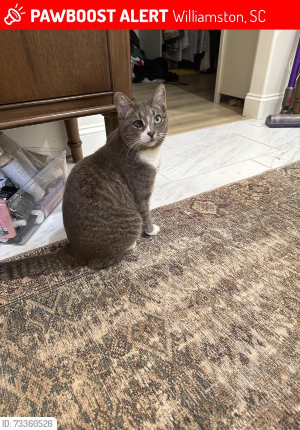 Lost Male Cat last seen Butler rd and hwy 81, Williamston, SC 29697