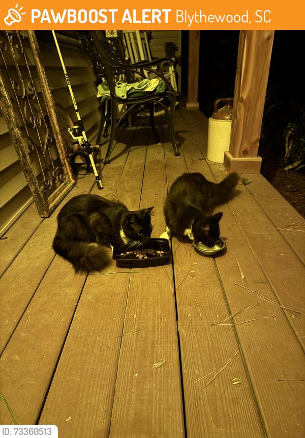 Found/Stray Unknown Cat last seen Russ Brown is located between in Sandfield or Langford, Blythewood, SC 29016