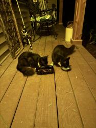 Found/Stray Unknown Cat last seen Russ Brown is located between in Sandfield or Langford, Blythewood, SC 29016