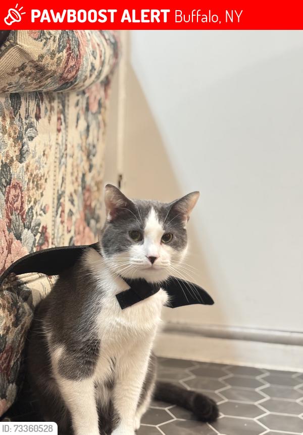 Lost Male Cat last seen Walden ave & Bailey Avenue, Buffalo, NY 14211