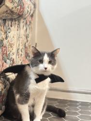 Lost Male Cat last seen Walden ave & Bailey Avenue, Buffalo, NY 14211