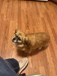 Lost Female Dog last seen 108th Ave & bethel rd, Norman, OK 73026