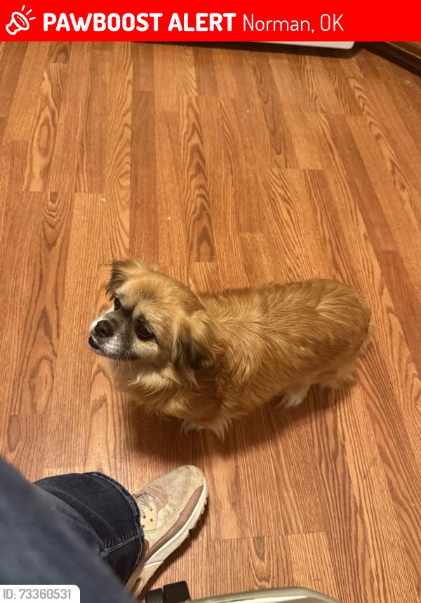 Lost Female Dog last seen 108th Ave & bethel rd, Norman, OK 73026