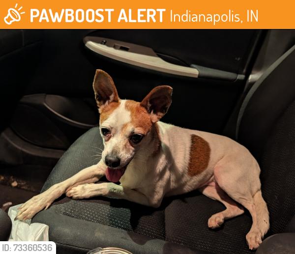 Found/Stray Female Dog last seen on Nowland Ave between Tecumseh and Spades Park Library, Indianapolis, IN 46201