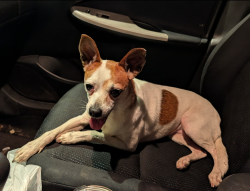 Found/Stray Female Dog last seen on Nowland Ave between Tecumseh and Spades Park Library, Indianapolis, IN 46201