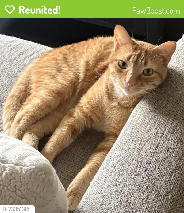 Reunited Male Cat last seen Southwest of St. Micheal’s Church, Orland Park, IL 60462