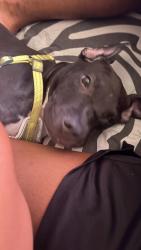 Reunited Male Dog last seen jefferson ave brooklyn ny bedstuy area, Brooklyn, NY 11221