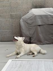 Found/Stray Female Dog last seen Lucky lady casino, Gardena, CA 90247