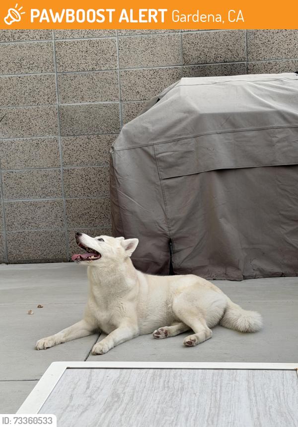 Found/Stray Female Dog last seen Lucky lady casino, Gardena, CA 90247