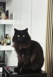 Lost Female Cat last seen Mainland emergency clinic, Surrey, BC V3R 3P5