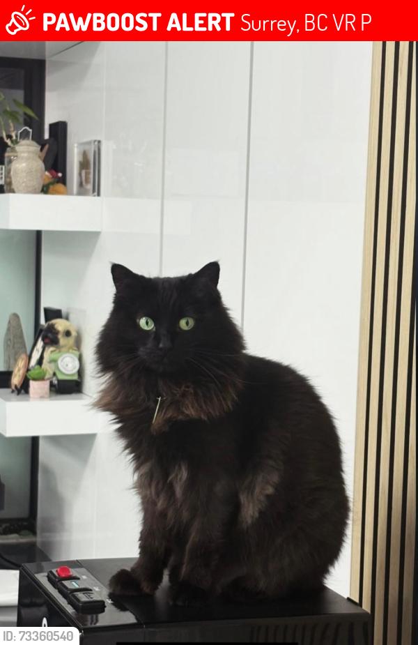 Lost Female Cat last seen Mainland emergency clinic, Surrey, BC V3R 3P5