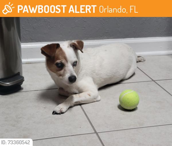 Found/Stray Female Dog last seen PUBLIX 6485 s chickasaw trail, Orlando, FL 32829