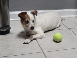 Found/Stray Female Dog last seen PUBLIX 6485 s chickasaw trail, Orlando, FL 32829