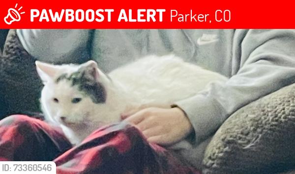 Lost Male Cat last seen Parker and LIncoln street, Parker, CO 80138