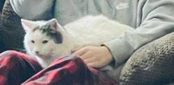 Lost Male Cat last seen Parker and LIncoln street, Parker, CO 80138