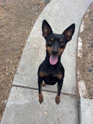 Reunited Male Dog last seen sun valley avenue, Livingston, CA 95334