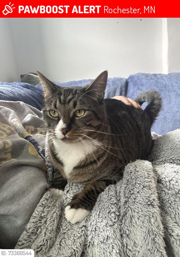 Lost Male Cat last seen Winchester apmts, Rochester, MN 55901