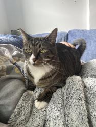 Lost Male Cat last seen Winchester apmts, Rochester, MN 55901