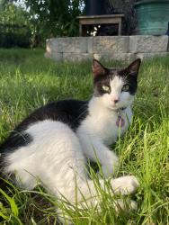 Reunited Female Cat last seen Near Crouch Elementary and Susan, Arlington, TX 76010