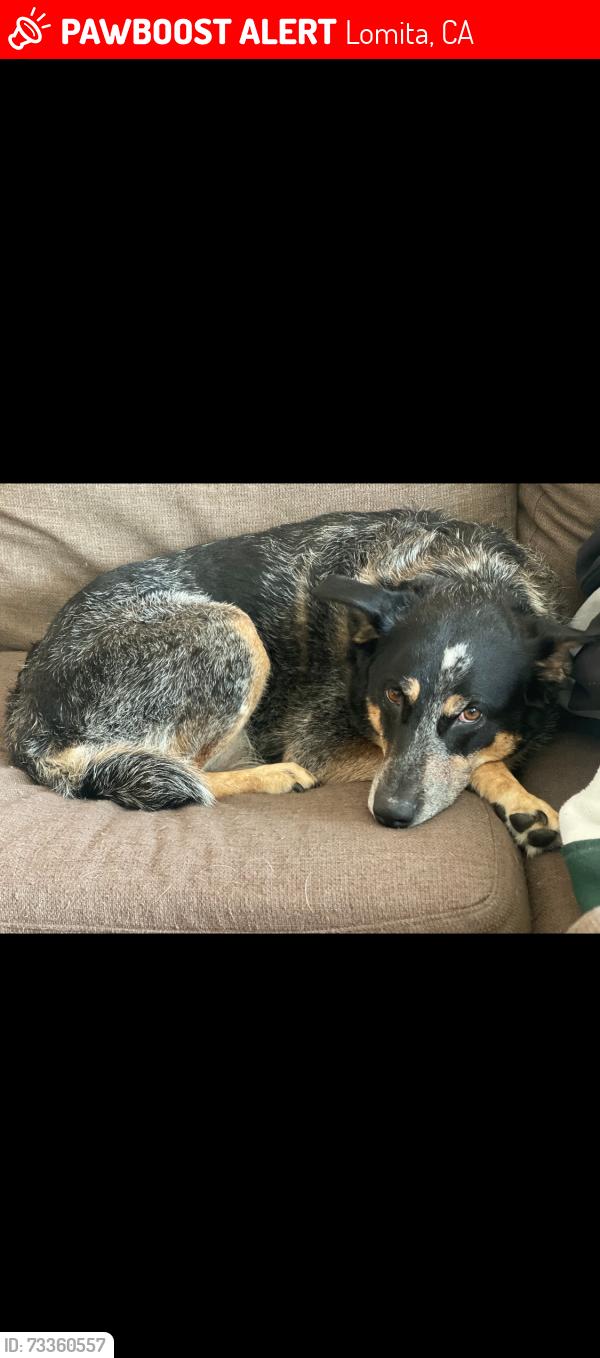 Lost Female Dog last seen 251st and Pennsylvania, Lomita, CA 90717