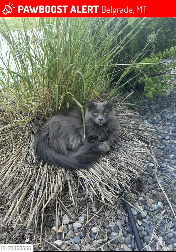 Lost Female Cat last seen Countryside Ln and Amsterdam, Belgrade, MT 59714