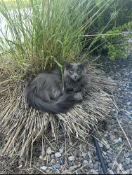Lost Female Cat last seen Countryside Ln and Amsterdam, Belgrade, MT 59714