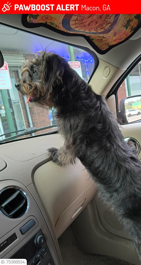 Lost Male Dog last seen Fast Tires Macon Ga, Macon, GA 31206