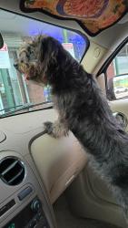 Lost Male Dog last seen Fast Tires Macon Ga, Macon, GA 31206