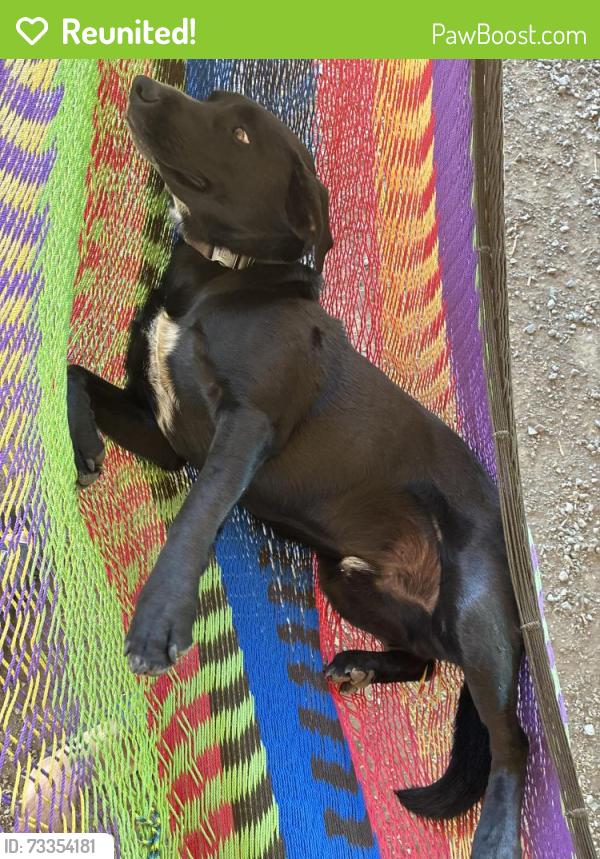 Reunited Male Dog last seen near westshore rd in Moses lake, Moses Lake, WA 98837