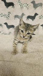 Shelter Stray Female Cat last seen , 31044 Charlie Canyon Rd, Castaic, CA 91384, USA