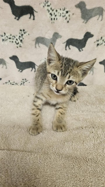 Shelter Stray Female Cat last seen , 31044 Charlie Canyon Rd, Castaic, CA 91384, USA
