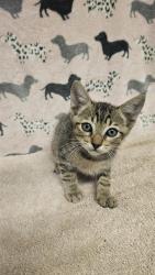 Shelter Stray Male Cat last seen , 31044 Charlie Canyon Rd, Castaic, CA 91384, USA