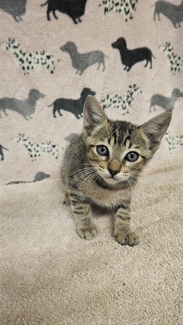 Shelter Stray Male Cat last seen , 31044 Charlie Canyon Rd, Castaic, CA 91384, USA