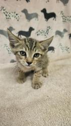 Shelter Stray Male Cat last seen , 31044 Charlie Canyon Rd, Castaic, CA 91384, USA