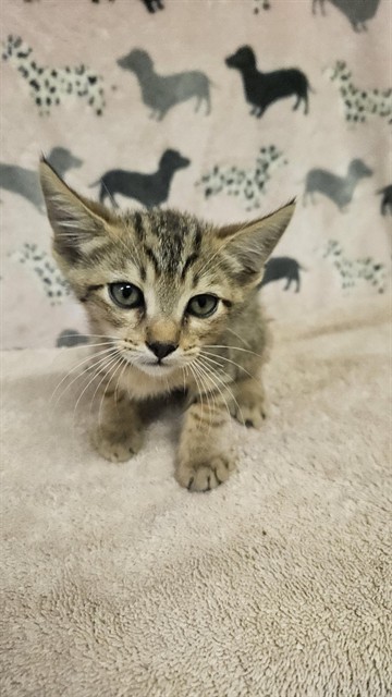 Shelter Stray Male Cat last seen , 31044 Charlie Canyon Rd, Castaic, CA 91384, USA