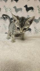 Shelter Stray Female Cat last seen , 31044 Charlie Canyon Rd, Castaic, CA 91384, USA