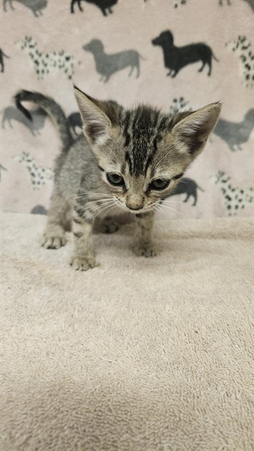 Shelter Stray Female Cat last seen , 31044 Charlie Canyon Rd, Castaic, CA 91384, USA