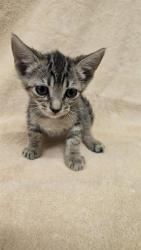 Shelter Stray Female Cat last seen , 31044 Charlie Canyon Rd, Castaic, CA 91384, USA