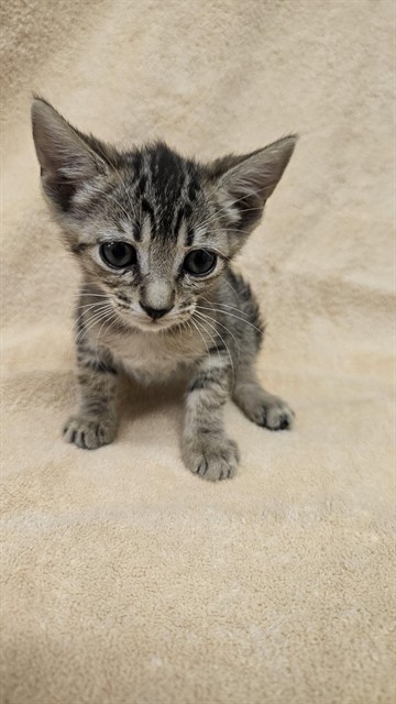 Shelter Stray Female Cat last seen , 31044 Charlie Canyon Rd, Castaic, CA 91384, USA