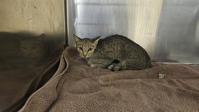 Shelter Stray Female Cat last seen , 31044 Charlie Canyon Rd, Castaic, CA 91384, USA