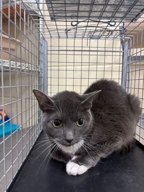 Shelter Stray Female Cat last seen , 232 Eslinger Way, Sanford, FL 32773, USA