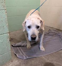 Shelter Stray Male Dog last seen Near I ST, 2127 Front St, Sacramento, CA 95818, USA