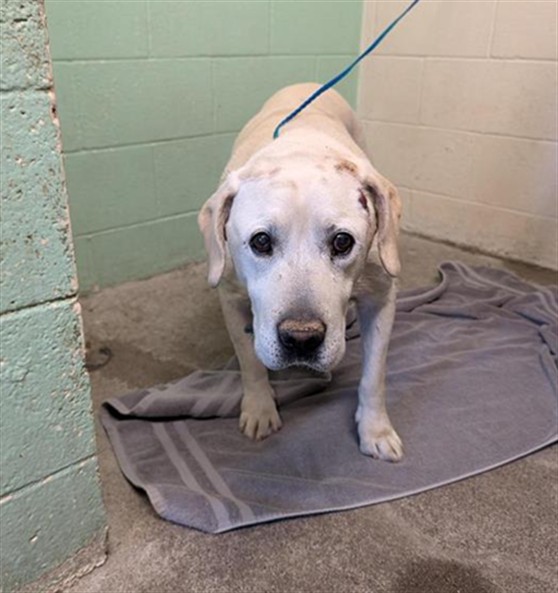 Shelter Stray Male Dog last seen Near I ST, 2127 Front St, Sacramento, CA 95818, USA