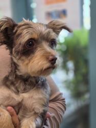 Shelter Stray Female Dog last seen , West Valley Animal Shelter, 20655 Plummer St, Chatsworth, CA 91311, USA