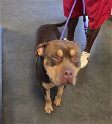 Shelter Stray Male Dog last seen , West Valley Animal Shelter, 20655 Plummer St, Chatsworth, CA 91311, USA
